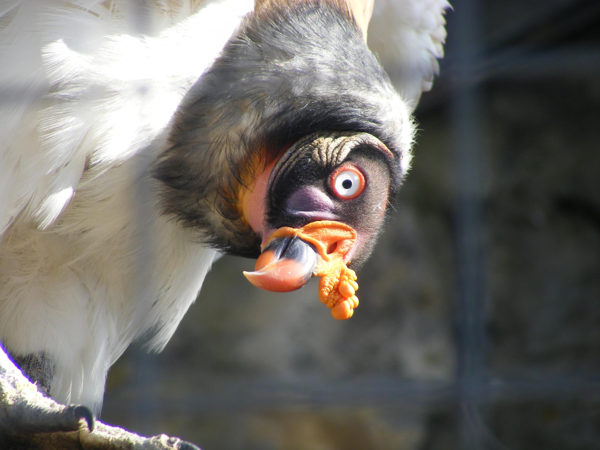 "a kuku"Zdjęcie ciekawskiego Sępa królewskiego, podglądanego w trakcie posiłku, wykonane w Berlińskim Ogrodzie Zoologicznym. Fot. Aleksandra Milczarek
